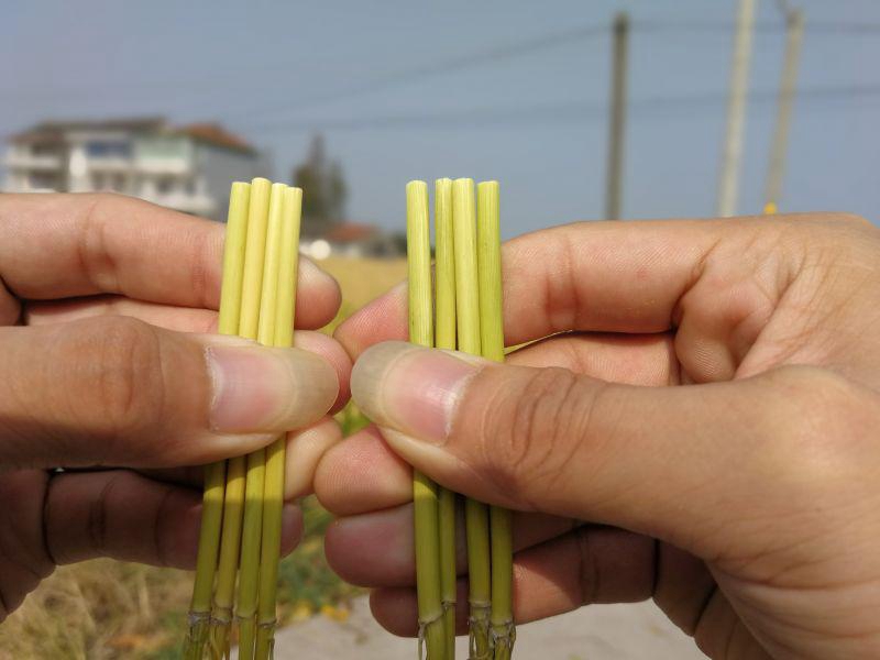 嘉興金惠利召開&ldquo;雷力2000&rdquo;觀摩測(cè)產(chǎn)會(huì)