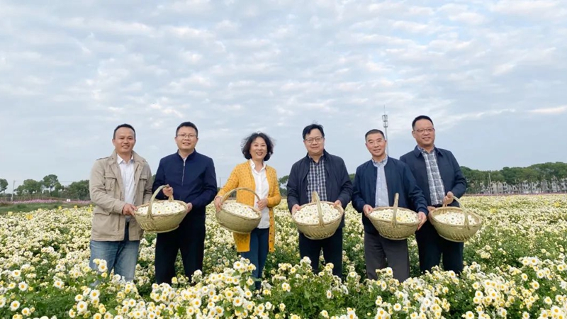 省供銷(xiāo)社副主任沈省文、一級(jí)巡視員張悅到浙農(nóng)杭白菊GAP基地調(diào)研